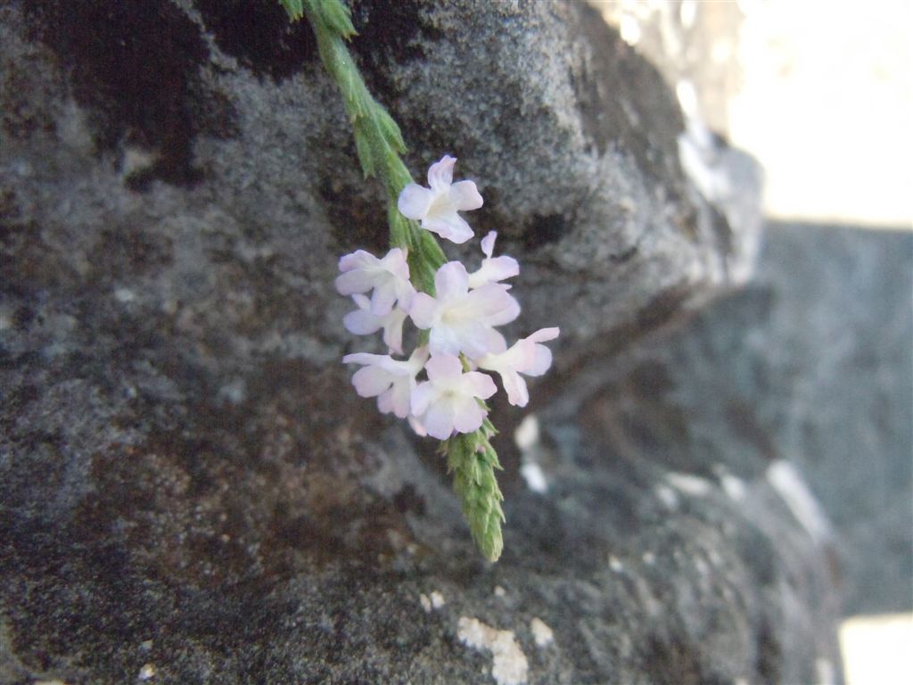 Verbena officinalis